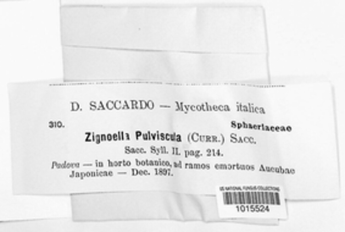 Menispora caesia image